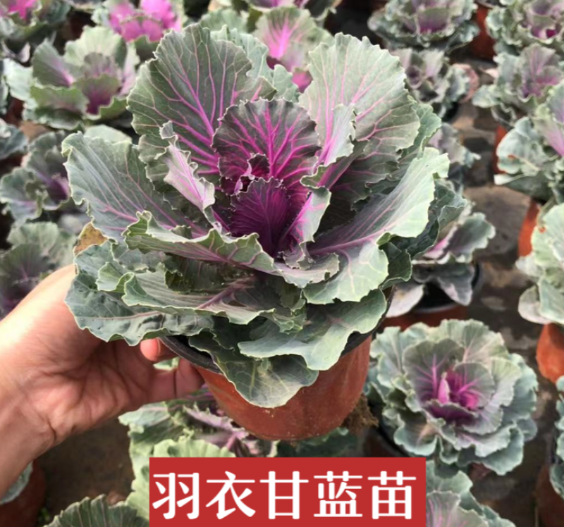 羽衣甘蓝盆栽观叶花苗彩叶草植物叶牡丹盆栽阳台冬天室外耐寒