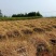 四川屏山县菜油产地直供专供批发