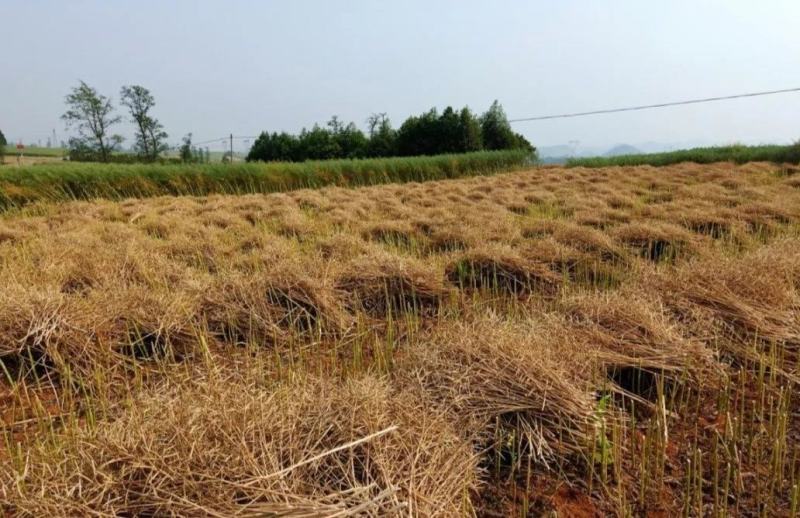 四川屏山县菜油产地直供专供批发