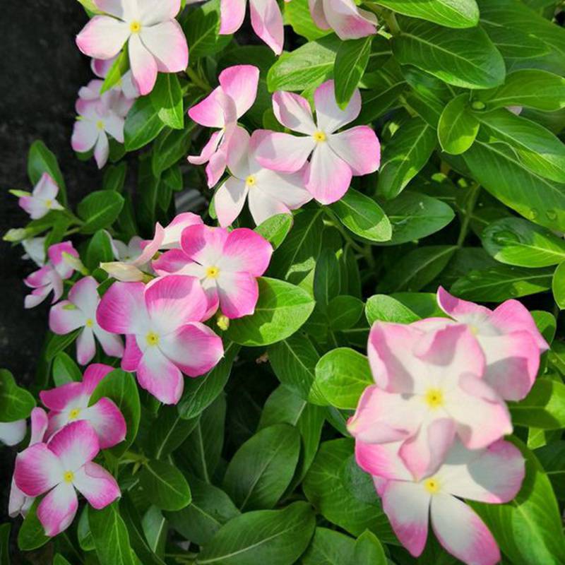 长春花种子日日春四季开花不断易种易活室内阳台盆栽庭院花种