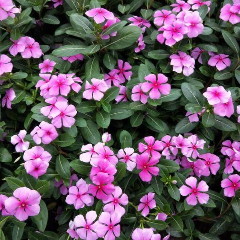 长春花种子日日春四季开花不断易种易活室内阳台盆栽庭院花种