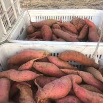山东烟薯系列红薯产地直销货源充足价格实惠全国发货
