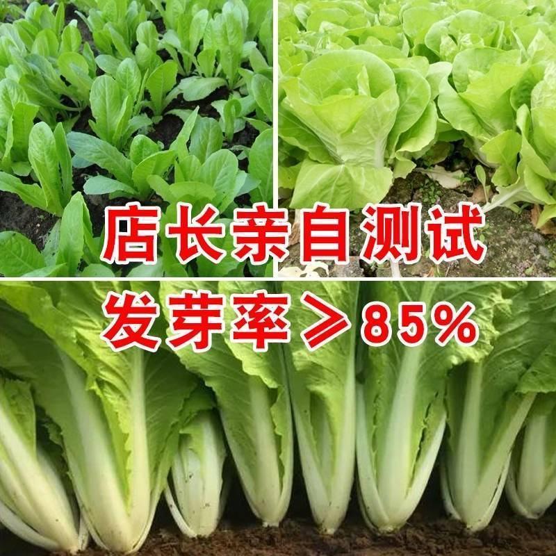 快菜种子有机小白菜籽四季播早熟春季夏季冬季种青蔬菜种子