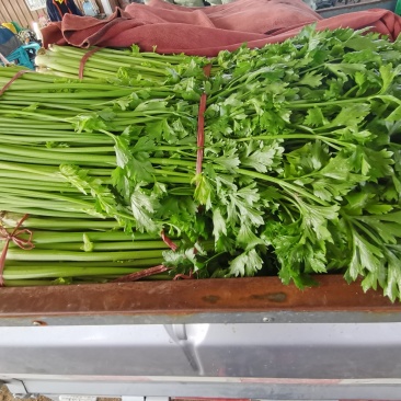 优质十芹菜