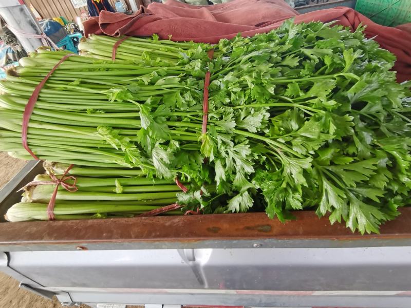 优质十芹菜
