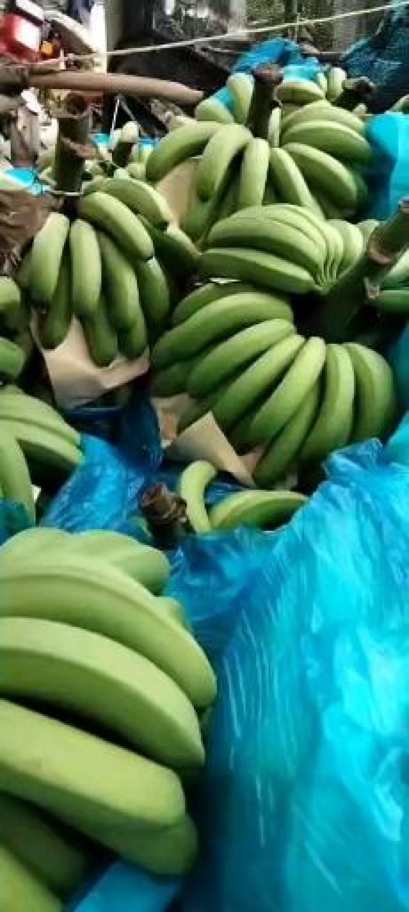 香蕉