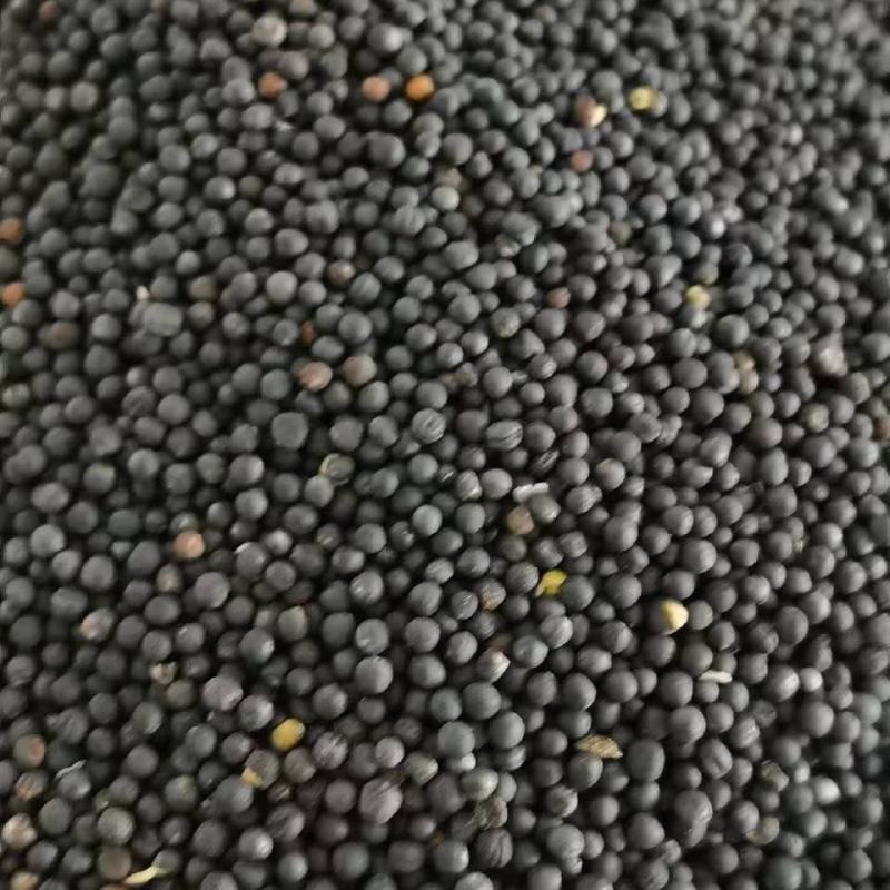 大量供应原产地油菜籽，内蒙古双低高含油，俄罗斯菜籽