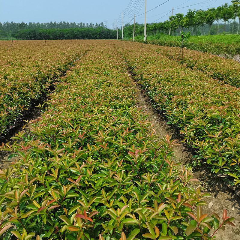红叶石楠绿化工程杯苗丛生红叶石楠挺远别墅美化装饰