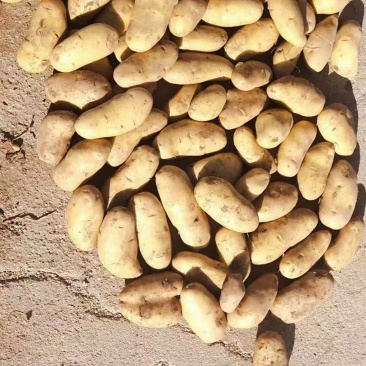 新土豆大量上市了
