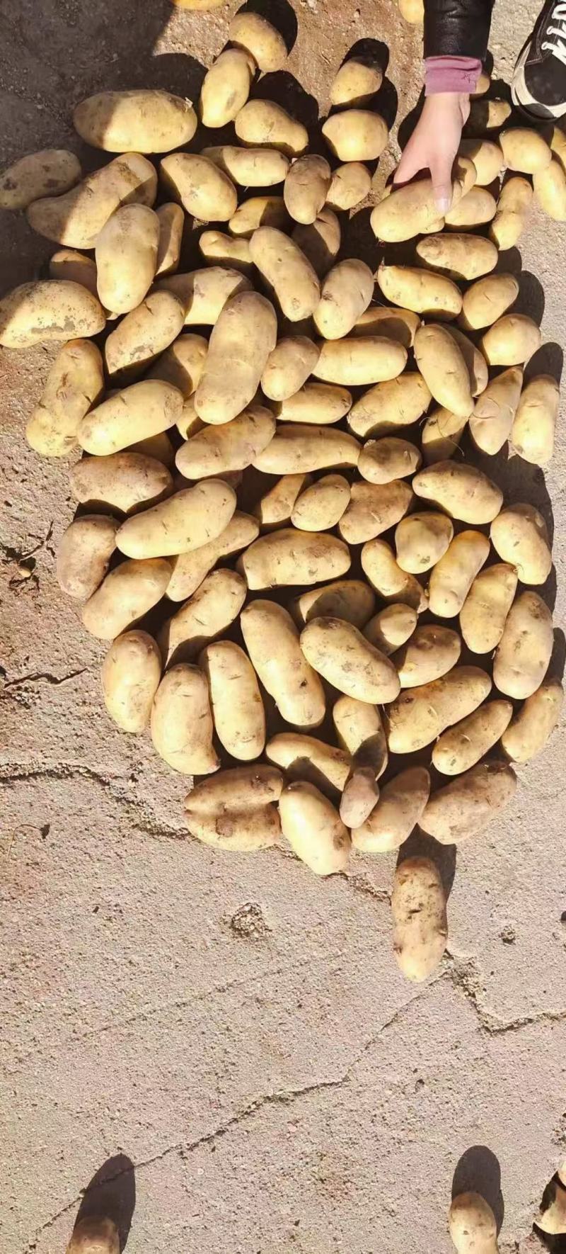 新土豆大量上市了