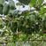 软枣猕猴桃苗龙城二号，愧绿，LD133多个品种