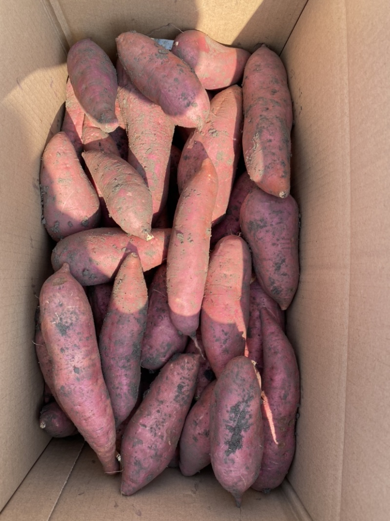 黑土地精品红薯，烤六鳌蜜薯(可供市场商超电商平台)，