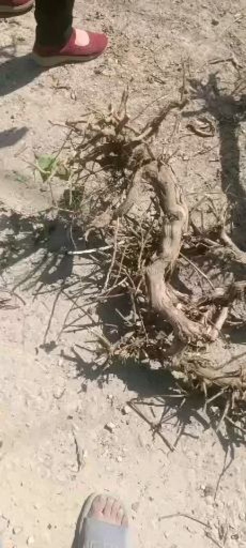 0.3cm以上的四季树形金银花枝条正在出售