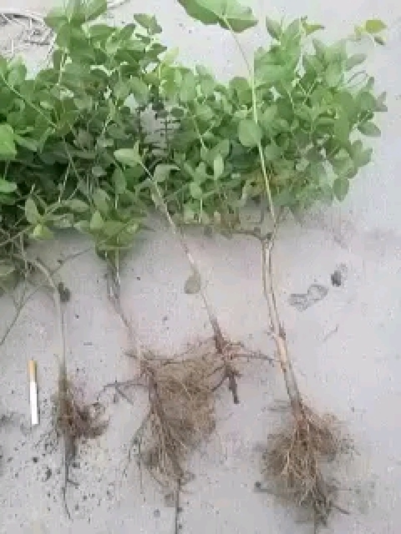 0.3cm以上的四季树形金银花枝条正在出售
