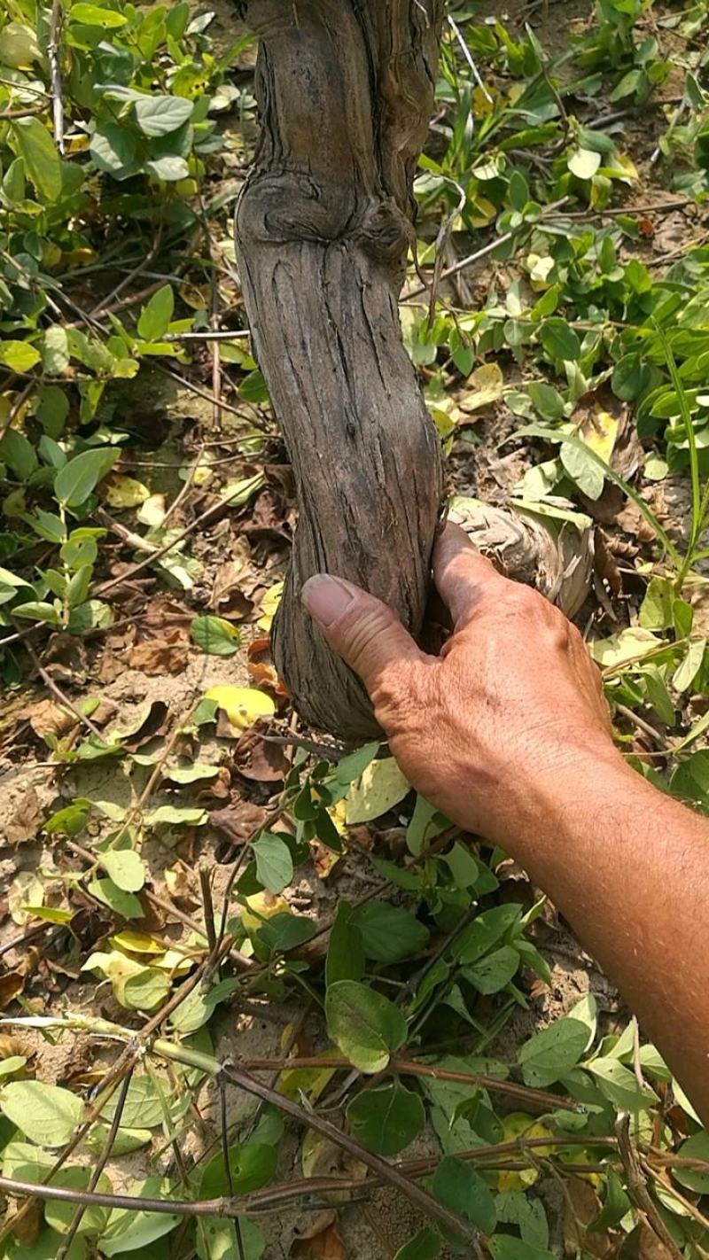 0.3cm以上的四季树形金银花枝条正在出售