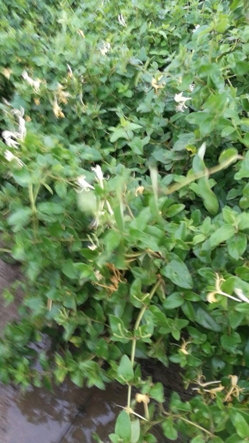 0.3cm以上的四季树形金银花枝条正在出售
