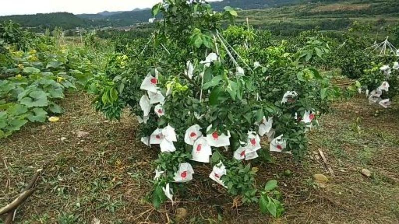 爱媛橙子绵阳精品橙子山泉水灌溉口感好皮薄多汁欢迎订购