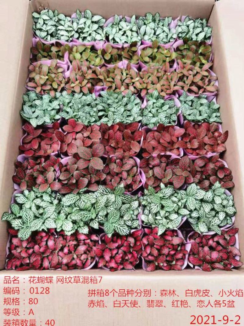 网纹草基地直供80规格混色装一箱40盆全年持续供货