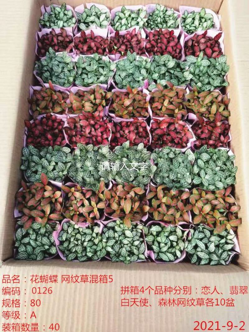 网纹草基地直供80规格混色装一箱40盆全年持续供货