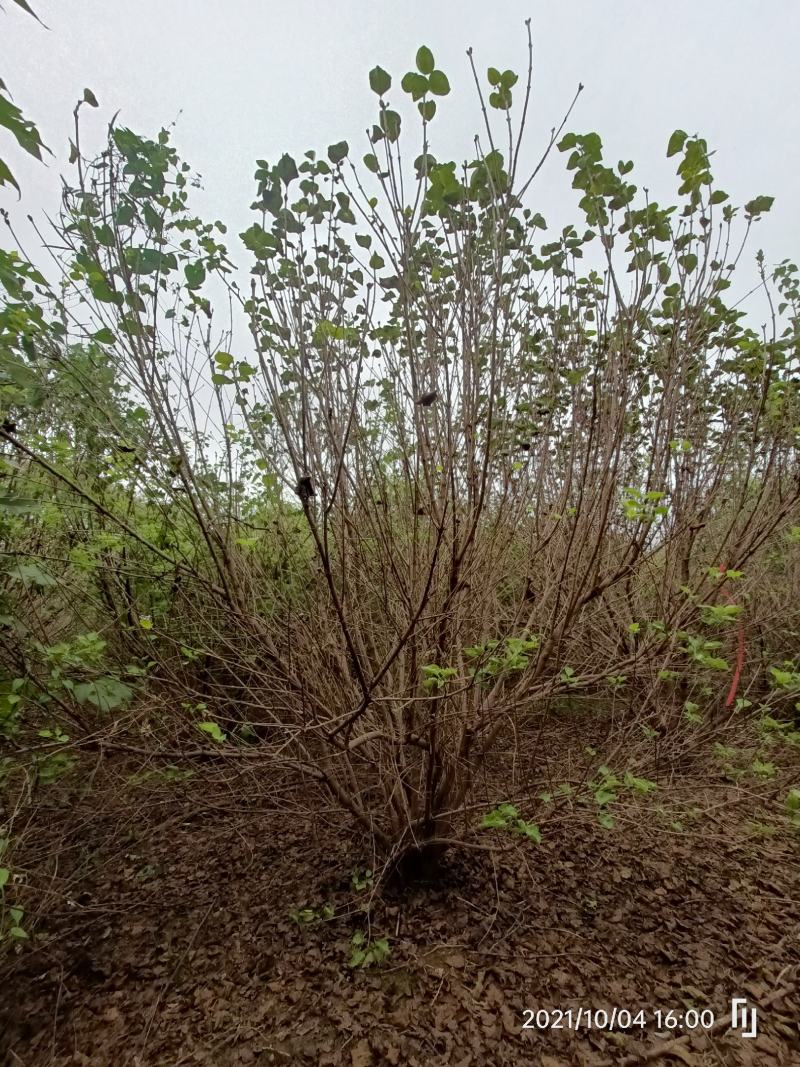 河南基地直供精品从生紫丁香1.5--3米