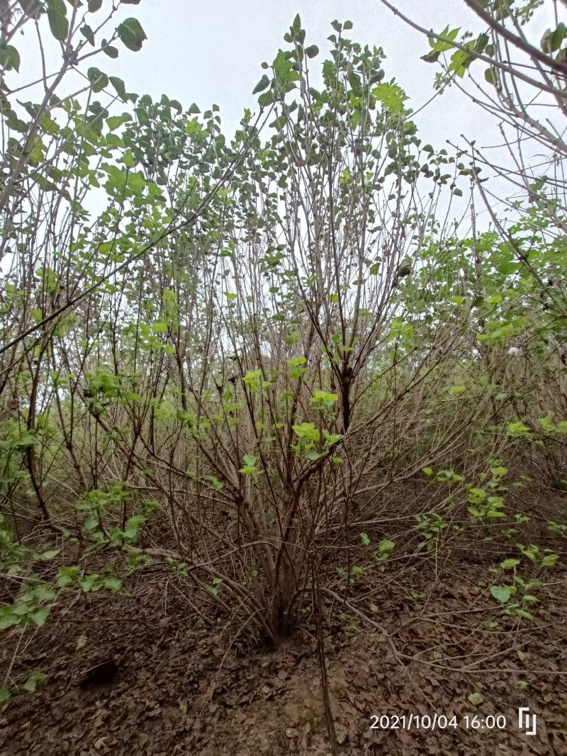 河南基地直供精品从生紫丁香1.5--3米