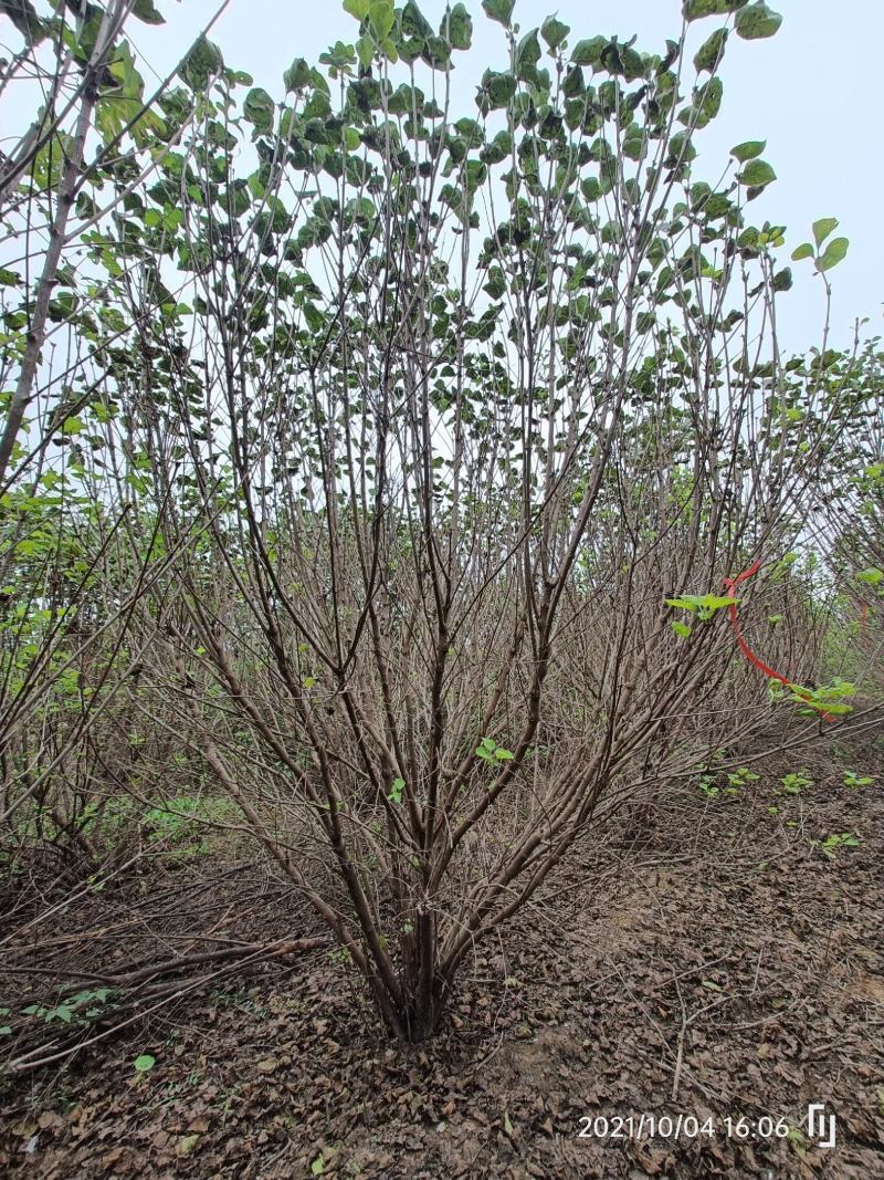河南基地直供精品从生紫丁香1.5--3米