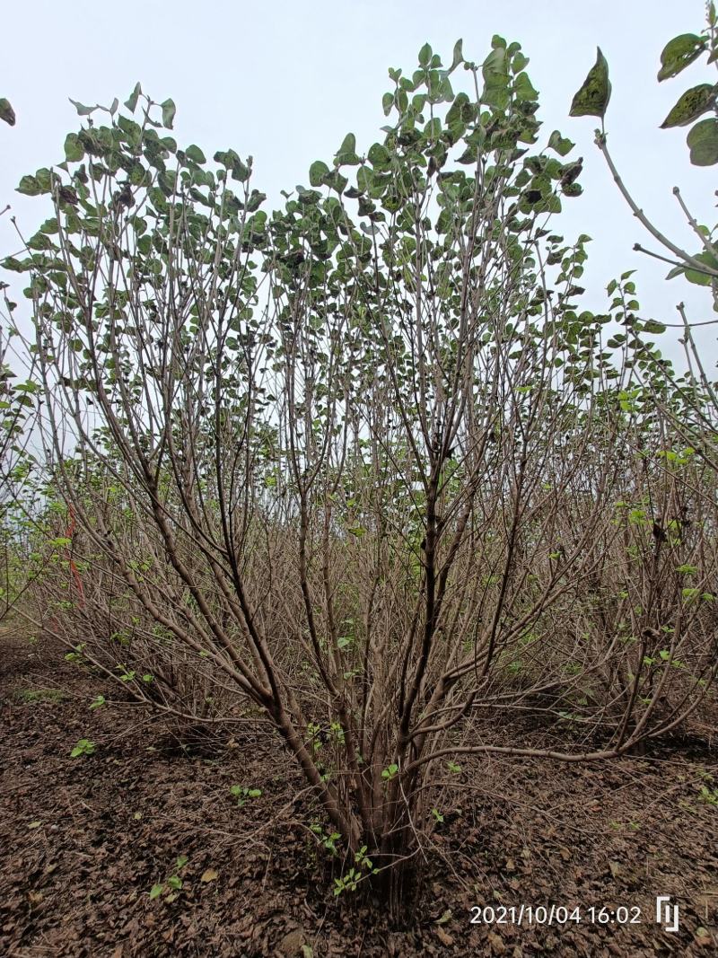 河南基地直供精品从生紫丁香1.5--3米