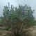 河南基地直供精品从生紫丁香1.5--3米