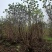 河南基地直供精品从生紫丁香1.5--3米