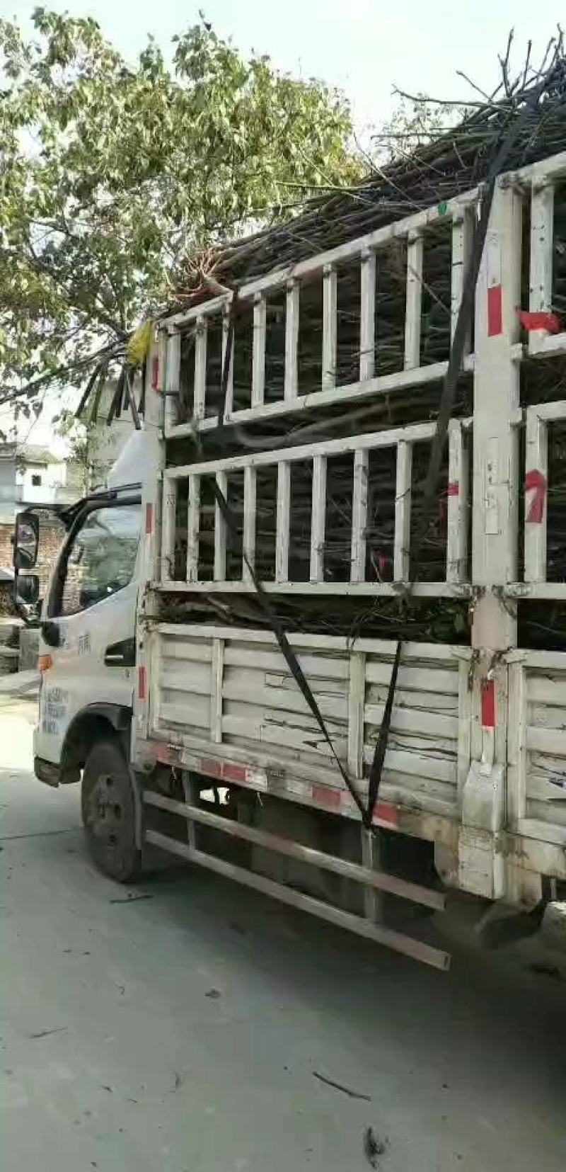 加州红仁核桃苗第3代，地径4公分左右到6公分，产地货源