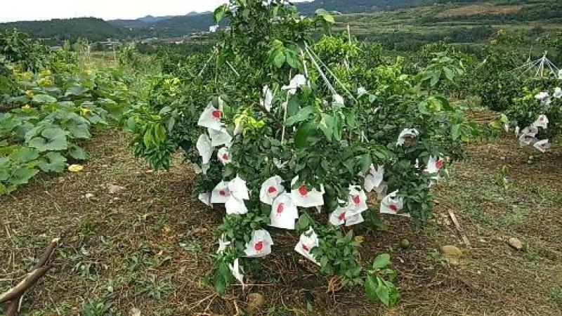 产地供应爱媛38杂柑水果