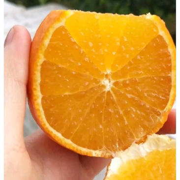 产地供应爱媛38杂柑水果