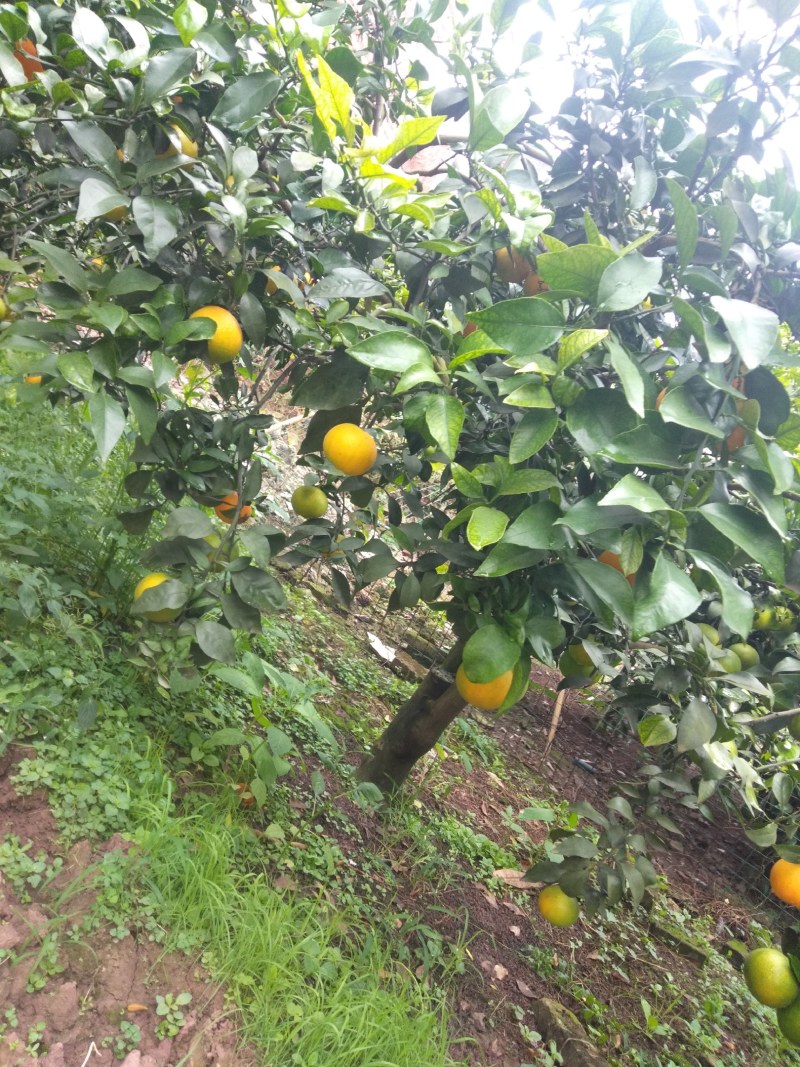柑橘爱媛38，果冻橙，欢迎各位老板，订购，自家