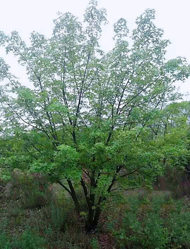 丛生茶条槭，5米茶条槭，6米茶条槭，7米茶条槭8米
