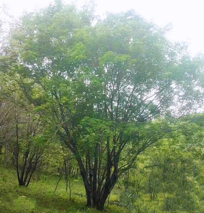 丛生茶条槭，5米茶条槭，6米茶条槭，7米茶条槭8米