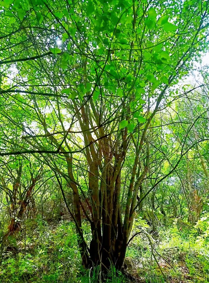 丛生茶条槭，5米茶条槭，6米茶条槭，7米茶条槭8米