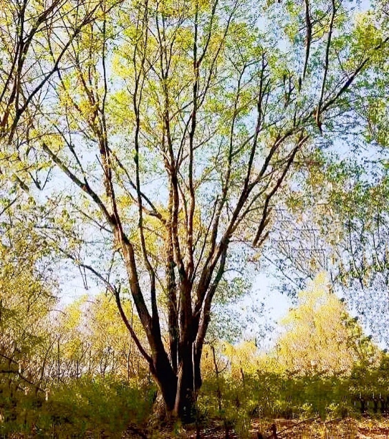 丛生茶条槭，5米茶条槭，6米茶条槭，7米茶条槭8米