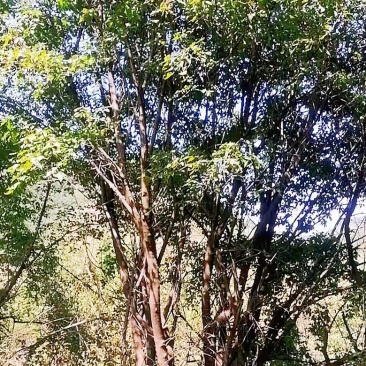 丛生茶条槭，5米茶条槭，6米茶条槭，7米茶条槭8米