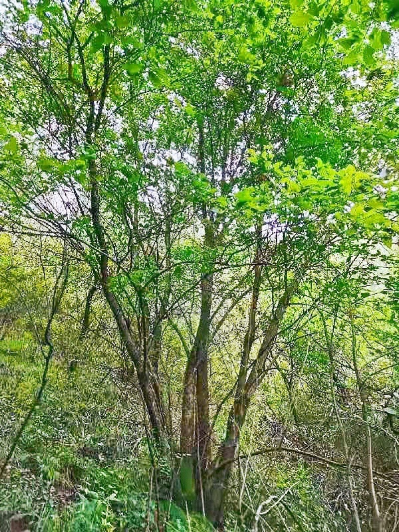 丛生茶条槭，5米茶条槭，6米茶条槭，7米茶条槭8米