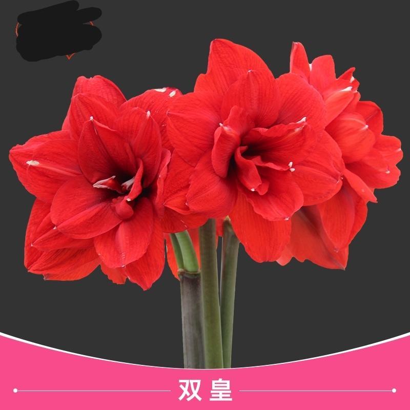 荷兰进口朱顶红，荷兰进口朱顶红种球，现货出售