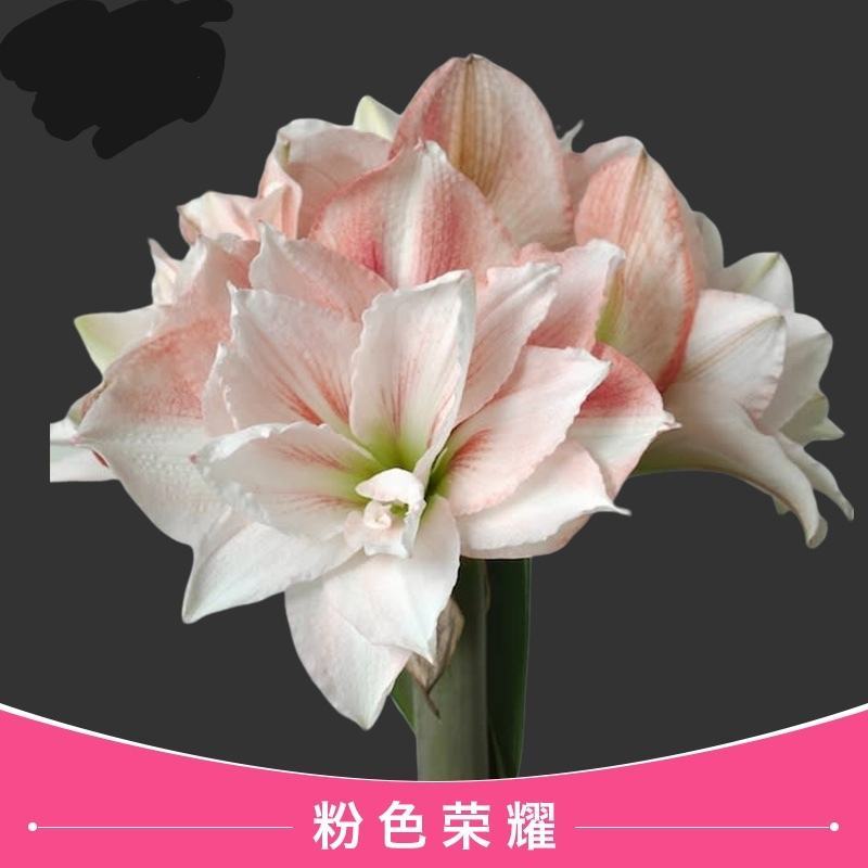 荷兰进口朱顶红，荷兰进口朱顶红种球，现货出售