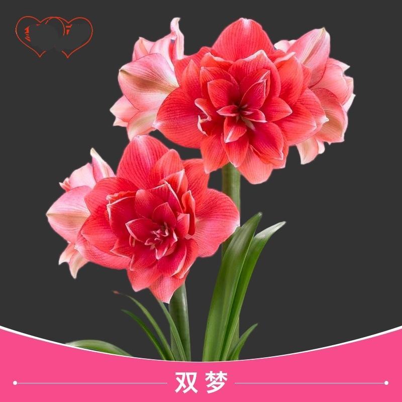 荷兰进口朱顶红，荷兰进口朱顶红种球，现货出售