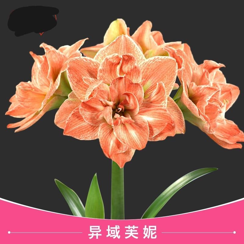 荷兰进口朱顶红，荷兰进口朱顶红种球，现货出售