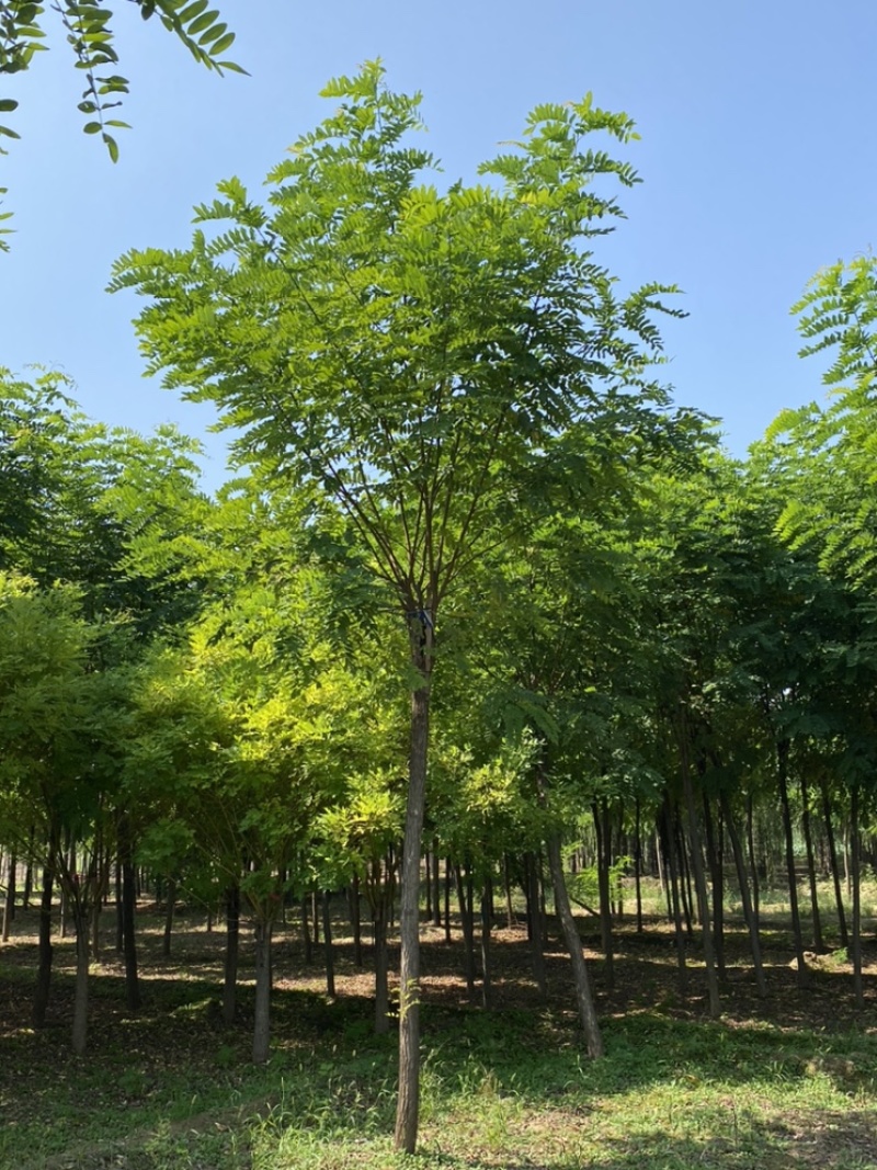 红花槐/红花洋槐6公分8公分10公分红花刺槐