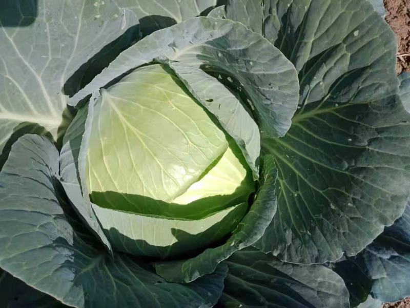 莲花菜，甘蓝，质量求生存，品种有双龙三号，奥奇拉，菜干净