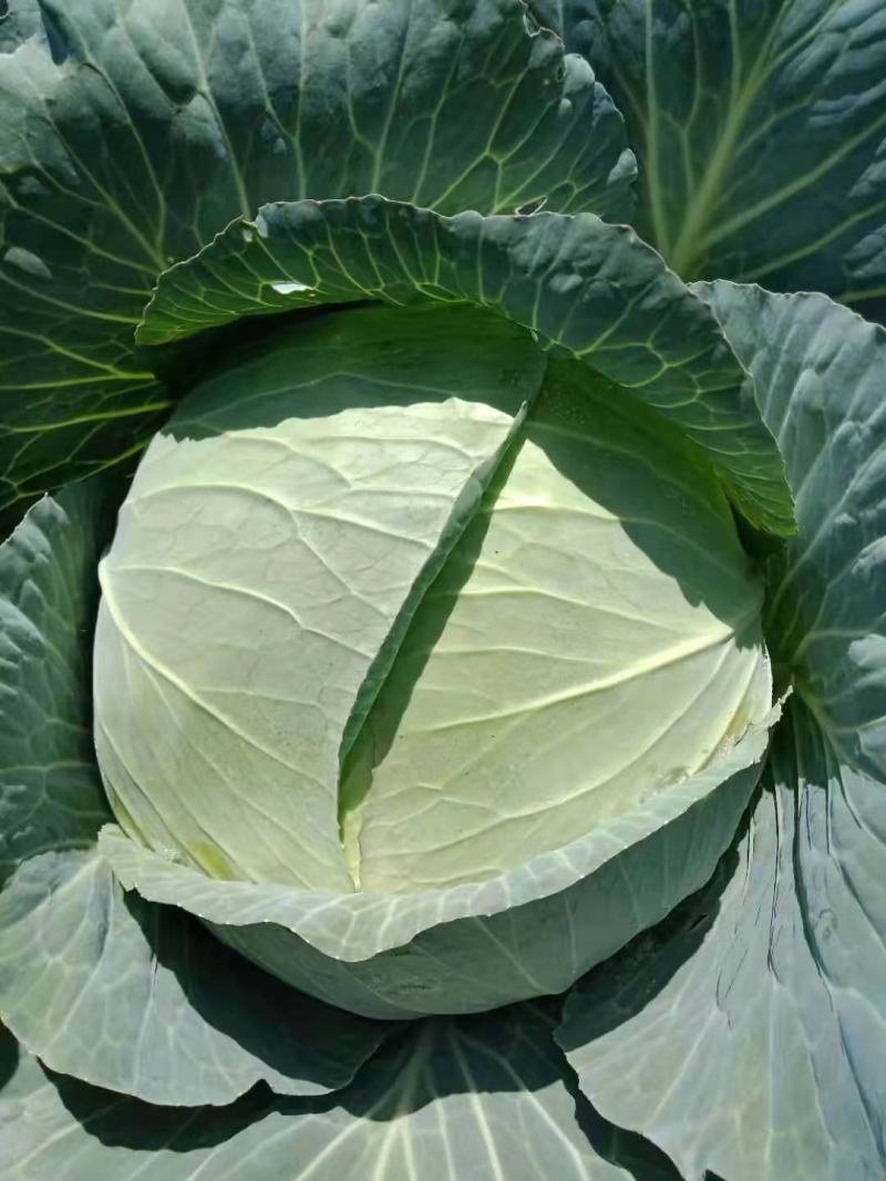 莲花菜，甘蓝，质量求生存，品种有双龙三号，奥奇拉，菜干净