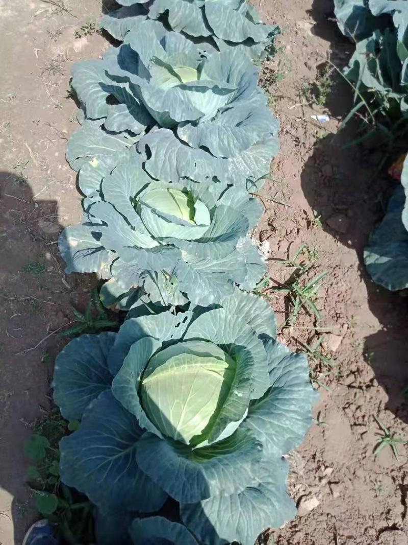 莲花菜，甘蓝，质量求生存，品种有双龙三号，奥奇拉，菜干净