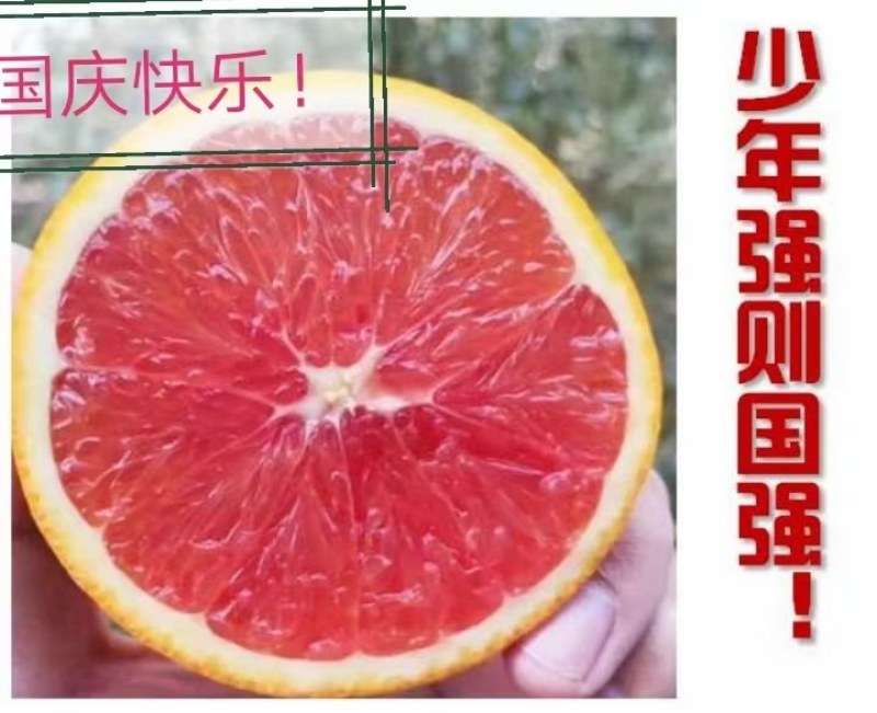 【橙子苗】福建西瓜橙苗/赣南红肉脐橙/卡拉血橙苗