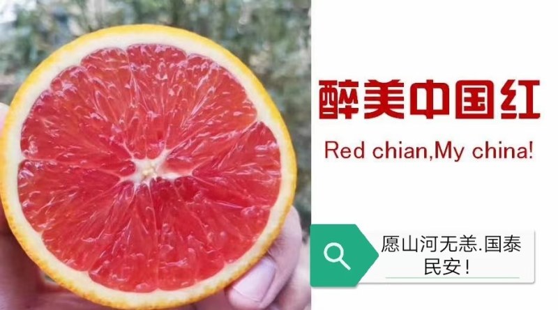 【橙子苗】福建西瓜橙苗/赣南红肉脐橙/卡拉血橙苗