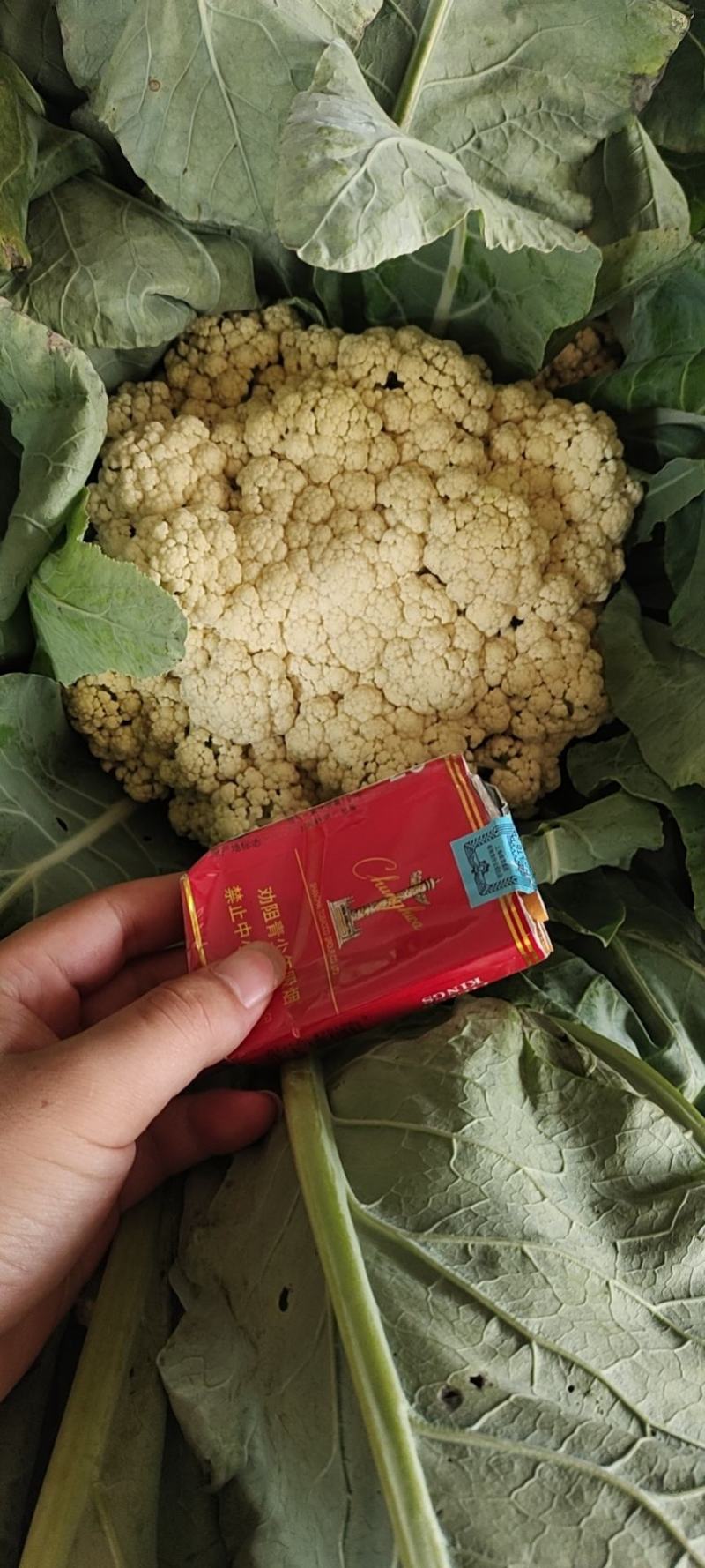 河南开封通许松花菜青梗白面，小米粒支持商超电商，社区团购